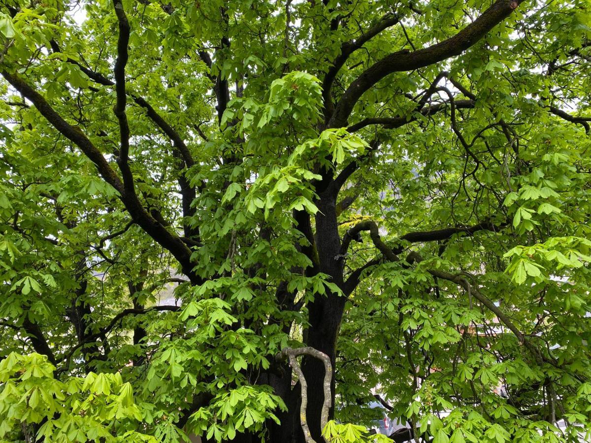 Green Corner Of Bovec - Apartment Bovec Eksteriør billede